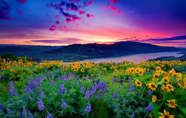 Nature, flowers, mountain