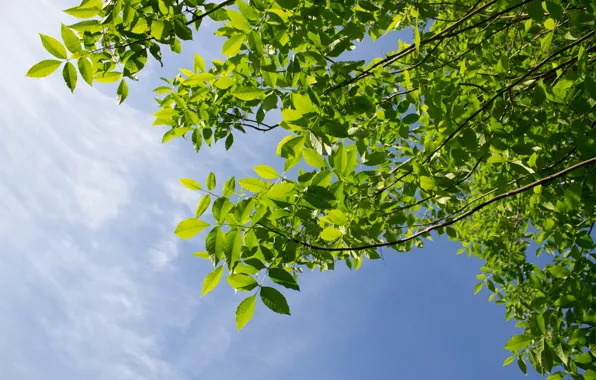 Картинка зелень, лето, небо, листья, деревья