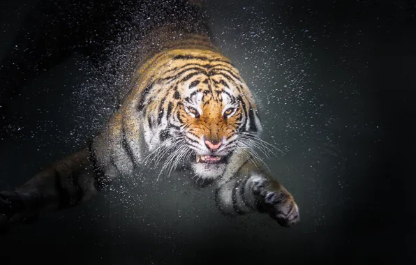 Картинка tiger, drop, water, animal