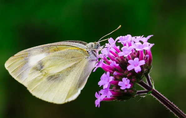 Цветок, фон, бабочка, крылья, фокус, насекомое