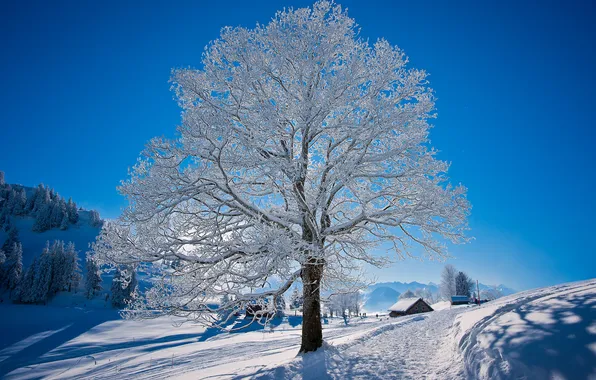 Картинка зима, дорога, снег, природа, дерево, мороз