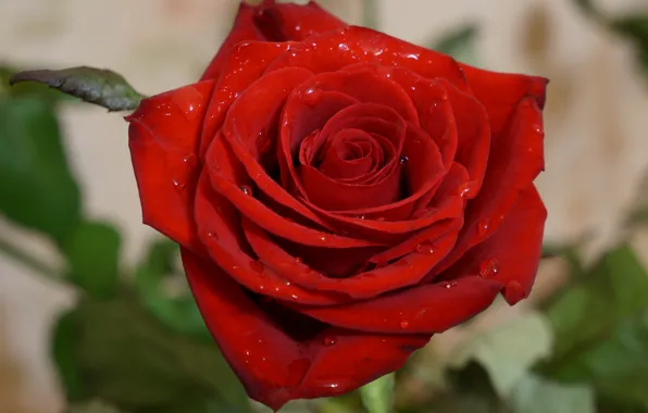Пейзаж, роза, красная роза, розы на заставку, цветы осетии, роза во Владикавказе