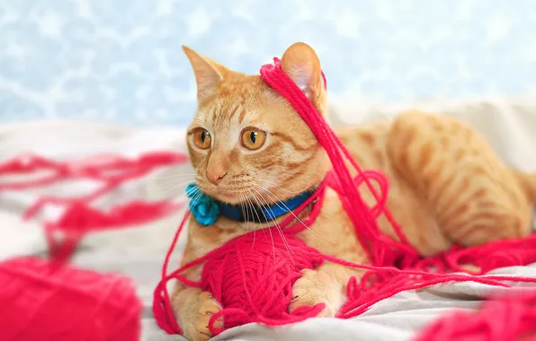 Кошка, кот, взгляд, клубок, поза, рыжий, нитки, мордашка