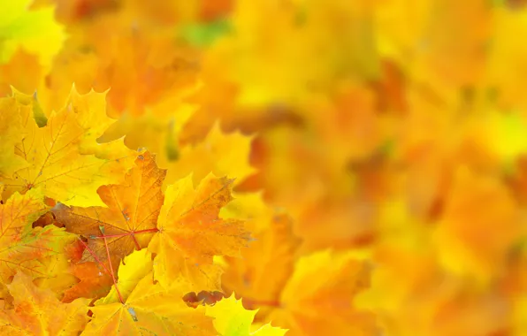 Картинка осень, листья, макро, боке