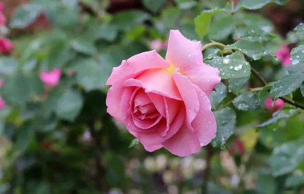 Картинка листья, капли, розы, боке