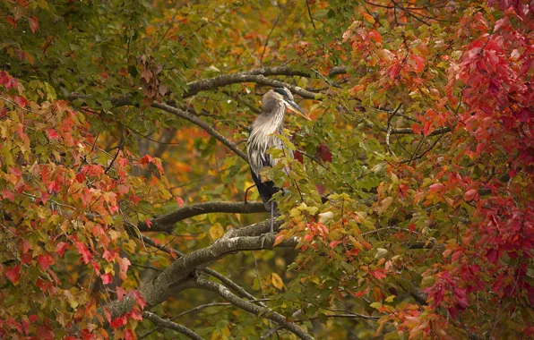 Картинка осень, ветки, дерево, птица, листва, Серая цапля