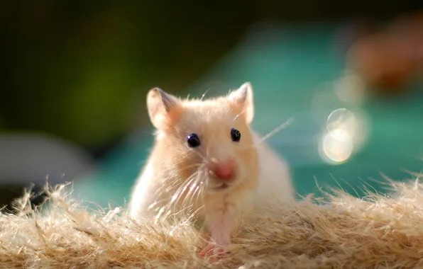 Хомяк, wallpaper, golden, грызун, cute, hamster