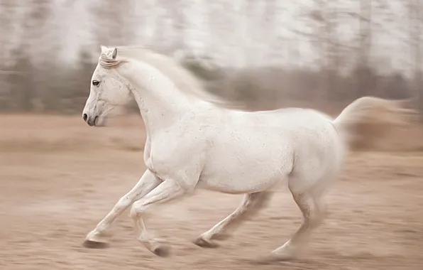 Картинка природа, конь, бег