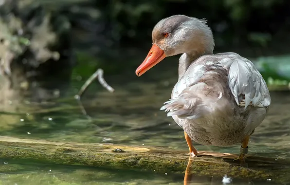 Природа, птица, утки