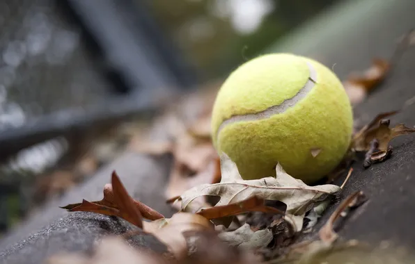 Green, yellow, leaves, tennis, ball