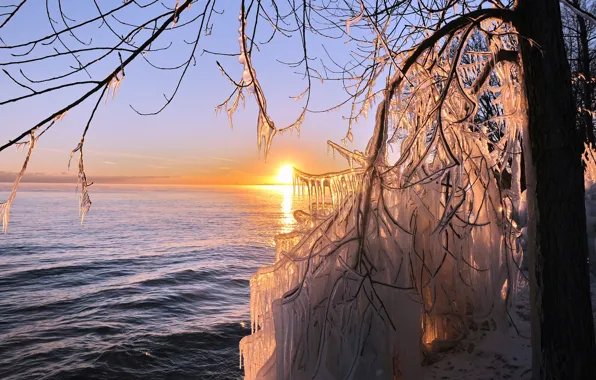 Картинка лед, море, солнце, дерево, сосульки