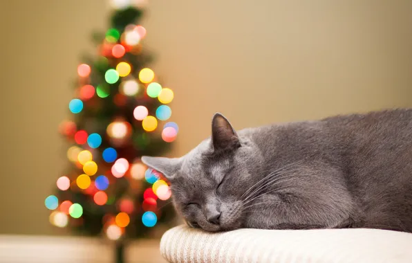 Картинка кошка, кот, огни, елка, спит, ёлка, серая, праздники