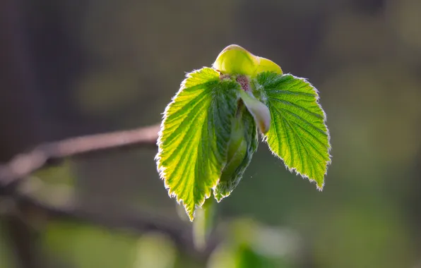 Green, spring, leaf, twig