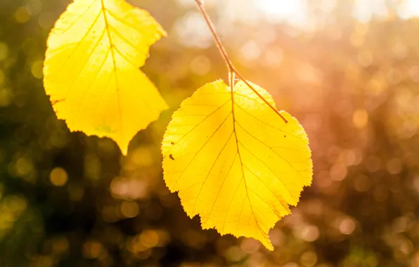 Осень, листья, макро, свет, природа, дерево, ветка, желтые