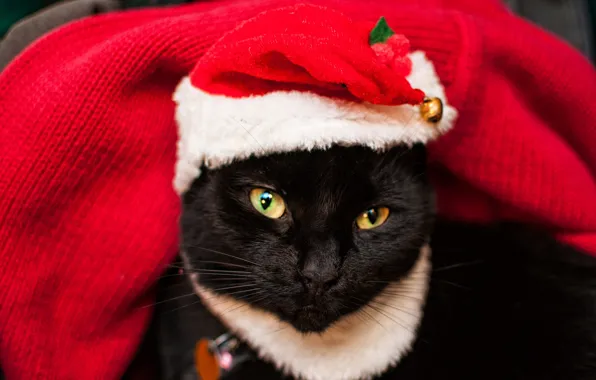 Кошка, кот, взгляд, поза, черный, портрет, Рождество, Новый год
