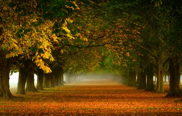 Картинка деревья, природа, туман, листва, оранжевая, Осень, дорожка, аллея, желтая, золотая
