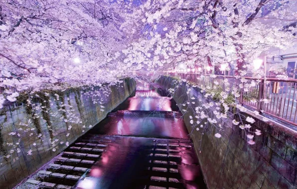 Отражение, весна, вечер, сакура, Токио, цветение, водный канал