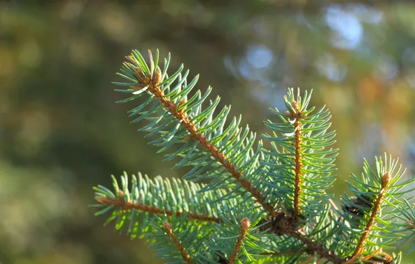 Green, spruce, twig