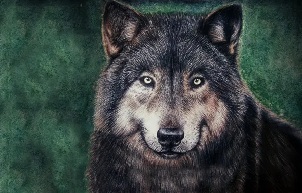 Картинка морда, волк, живопись, wolf