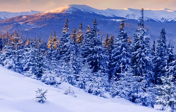 Картинка снег, деревья, закат, горы, Зима, красота, вечер