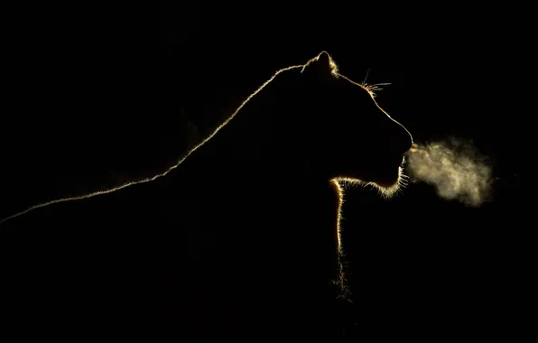 Картинка свет, ночь, дыхание, силуэт, львица, Южная Африка, Sabi Sand Game Reserve