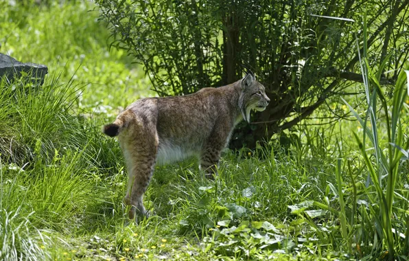 Кошка, трава, природа, профиль, рысь