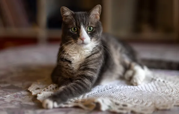 Кошка, кот, взгляд, поза, мордашка