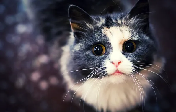 Милый, Кошка, Кот, Котик, Кот HD
