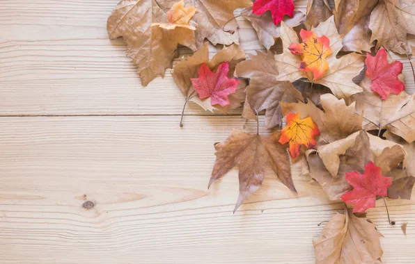 Осень, листья, фон, доски, colorful, клен, wood, background