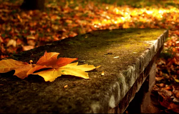 Осень, листья, макро, деревья, природа
