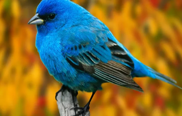 Картинка осень, природа, птица, перья, клюв, синяя, перышки