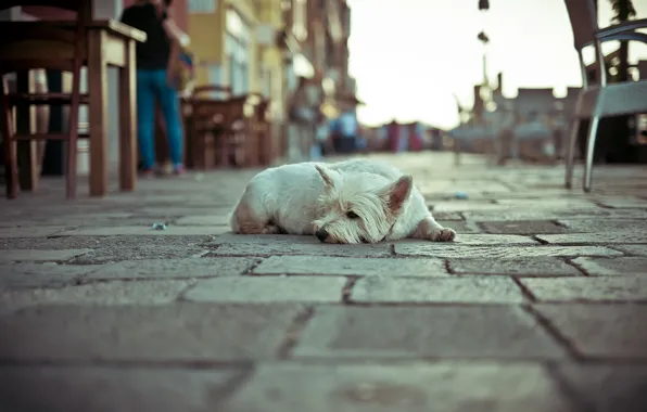 Картинка одиночество, улица, собака