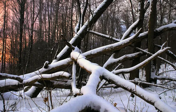 Картинка лес, снег, дерево