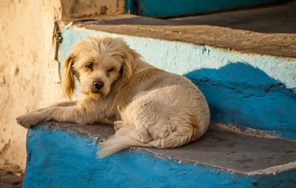 Взгляд, друг, собака