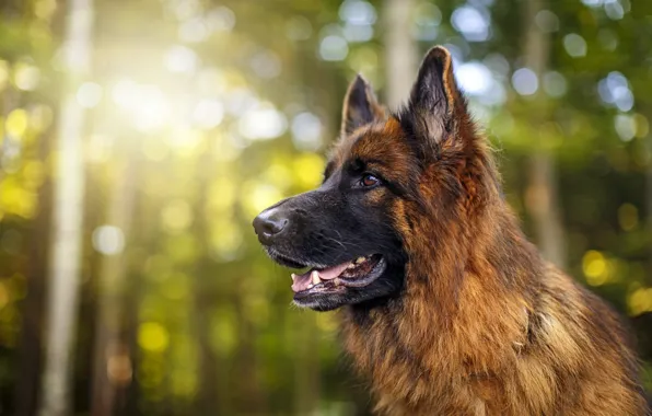 Dog, Forest, German Shepherd