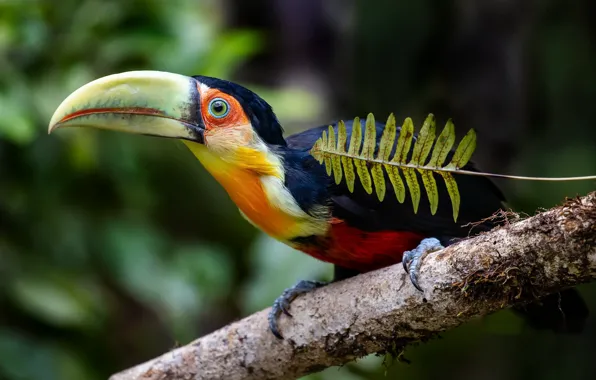 Птица, Красногрудый тукан, Green-billed toucan, Ramphastos dicolorus