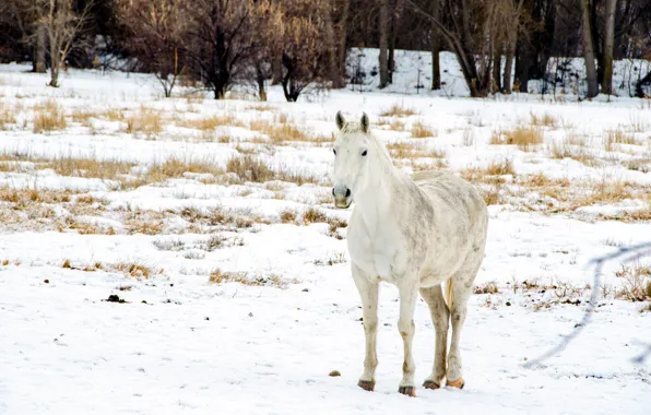 Картинка зима, поле, снег, конь