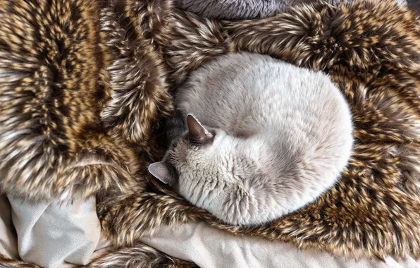 Кошка, кот, поза, серый, сон, шкура, спит, мех