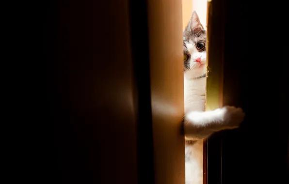 Кошка, кот, взгляд, свет, поза, котенок, дверь, черный фон