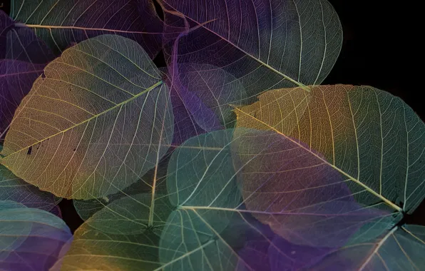 Картинка листья, фон, текстура, цвет