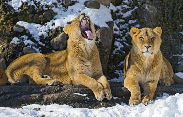 Картинка снег, кошки, лев, пара, львы, зевает, ©Tambako The Jaguar