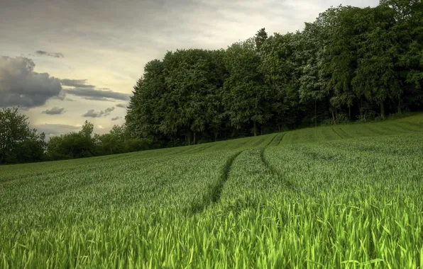 Поле, лето, пейзаж