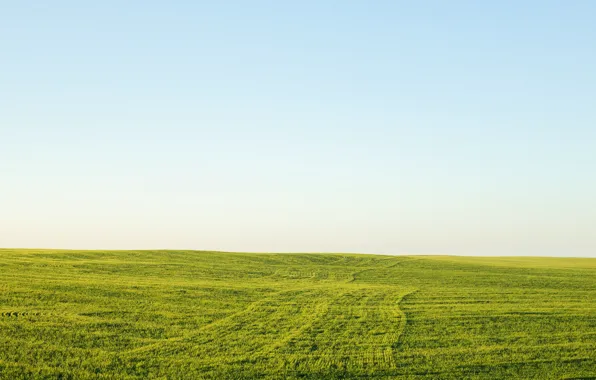 Поле, небо, трава, горизонт, зеленая