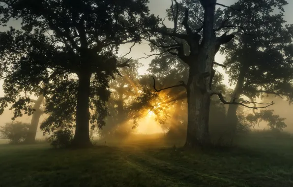 Картинка солнце, лучи, деревья, пейзаж, природа, туман, тропа, утро