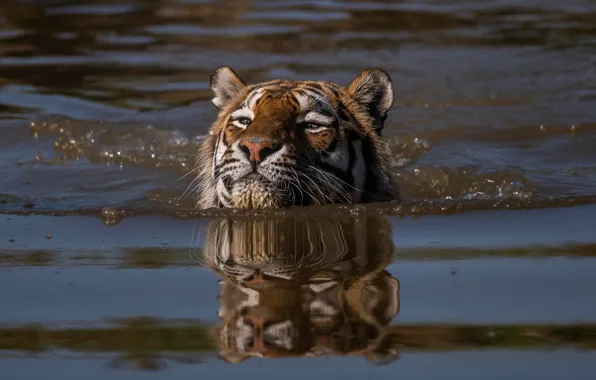 Картинка морда, вода, тигр, заплыв, голова, пловец, дикая кошка