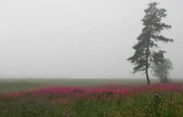 Картинка поле, дерево, Туман
