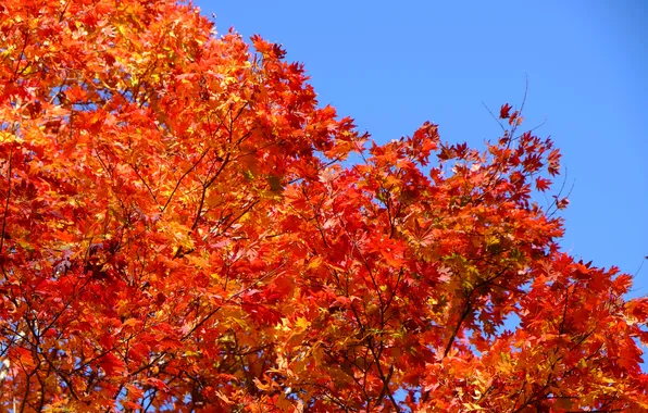 Осень, небо, листья, дерево, багрянец