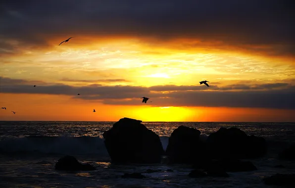 Картинка море, волны, пляж, облака, камень, восход солнца, пеликанов, небо желтый