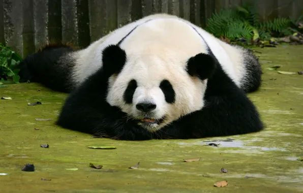 Картинка медведь, панда, спит, Sleep, Bears