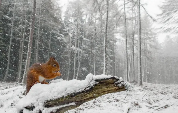 Зима, иней, лес, взгляд, снег, деревья, природа, поза